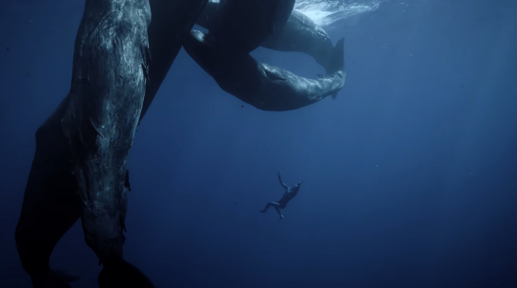 Mergulhador Guillaume Nery nada ao lado de baleias cachalote