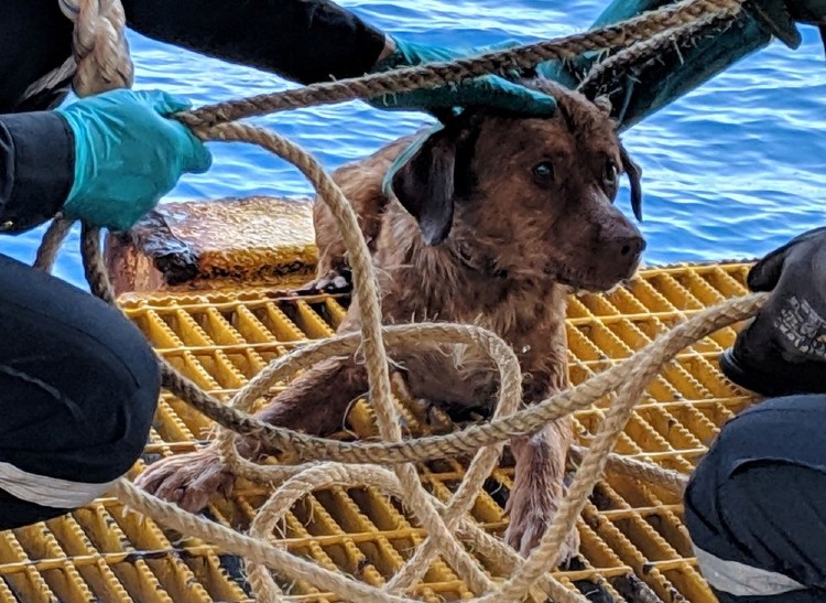 Cão resgatado em alto mar na Tailândia