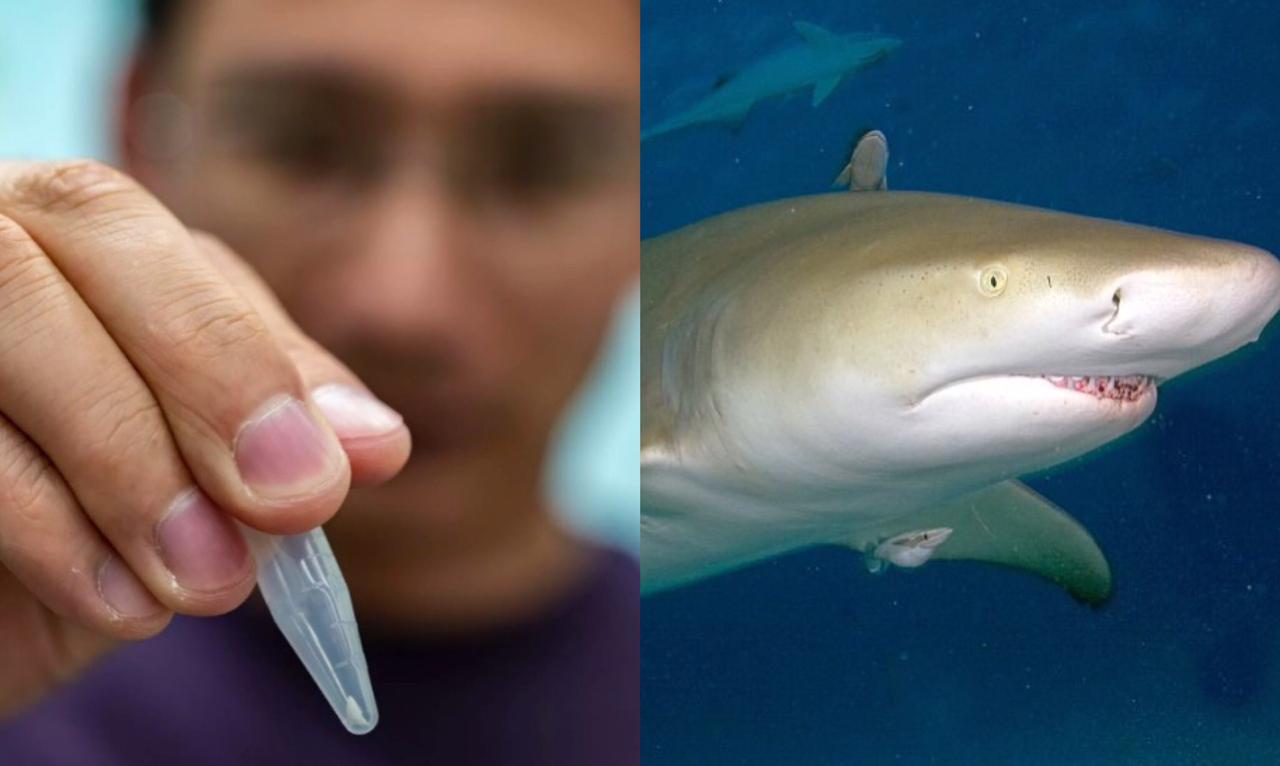 Dente de Tubarão