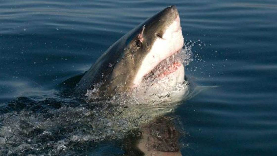ataque de tubarão Homem sofre ataque de tubarão em Crescent Head