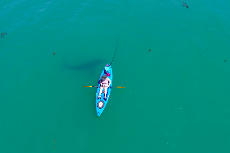 tubarão branco ronda caiaque