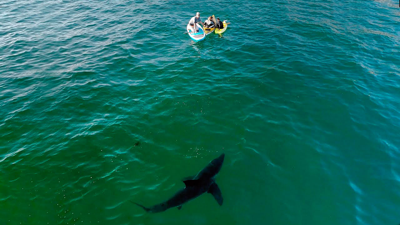 Vídeo mostra família rodeada por um tubarão-branco na Califórnia - SURF  HARDCORE