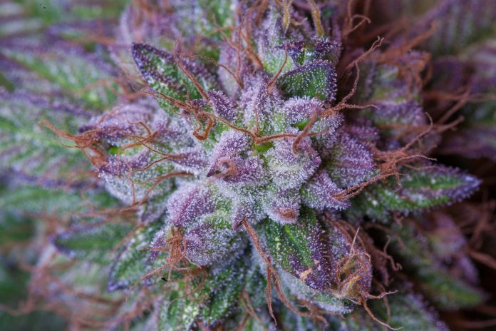 Pedro Scooby revela que faz uso medicinal de cannabis: 