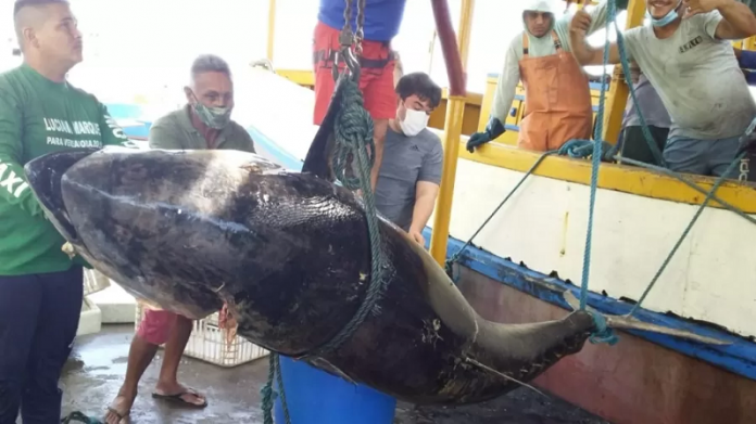 Pescadores fisgam atum de R$ 140 mil e perdem o dinheiro