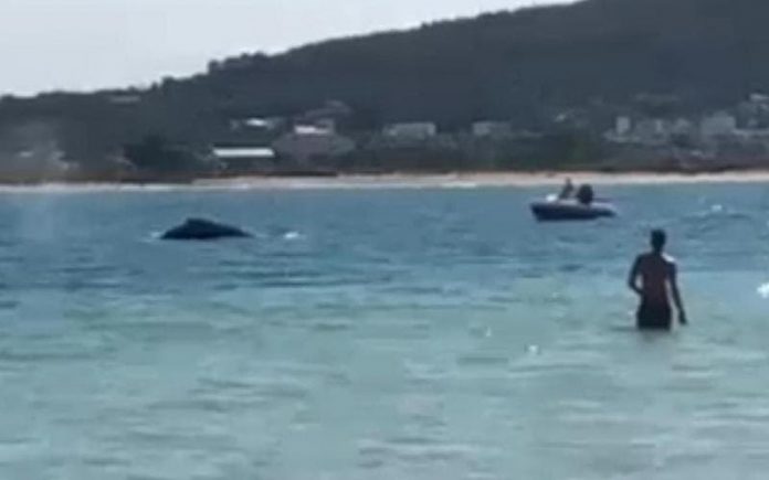 Vídeo: banhistas flagram baleia em praia de Florianópolis