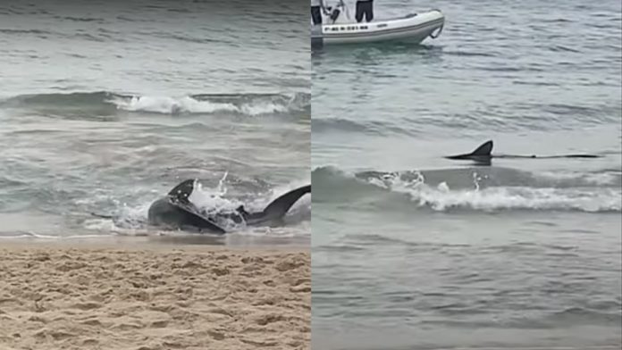 Turistas se deparam com tubarão próximo à areia em praia da Espanha; VÍDEO