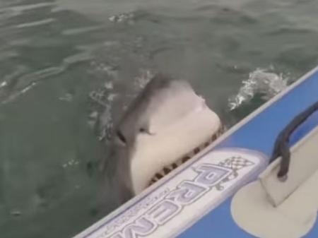Tubarão-touro morde lateral de jet ski e piloto quase cai na água