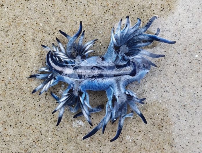 molusco 'Dragão Azul' faz aparição rara no litoral de SP