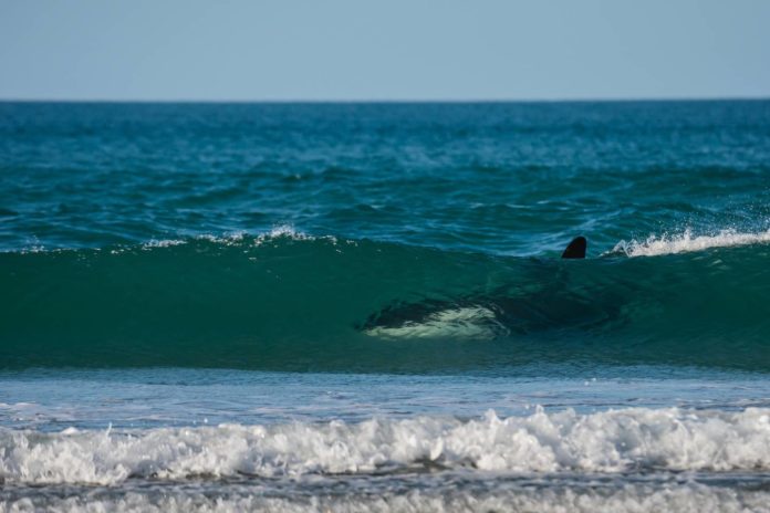 Fotógrafa registra orcas surfando na Nova Zelândia