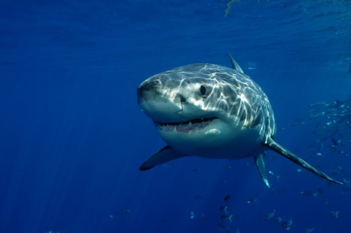 Quão valiosa é a conservação dos tubarões em oposição ao valor de matá-los?Surfista leva mordida de tubarão no Norte da Califórnia