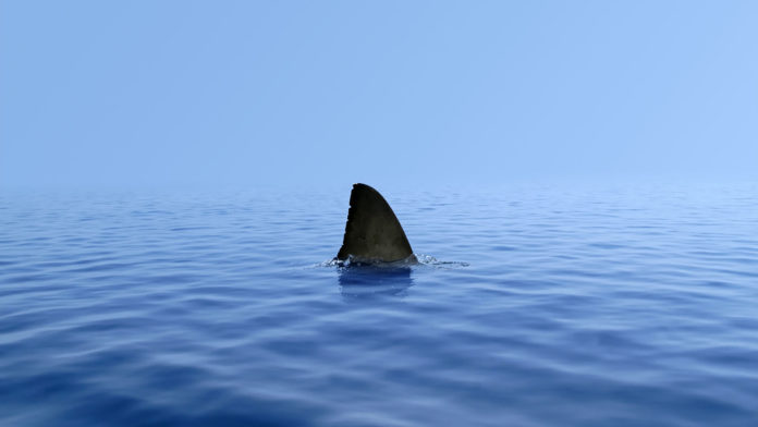 Tubarão-branco etiqueta