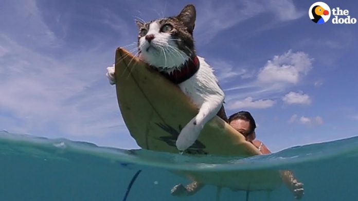 gato surfista