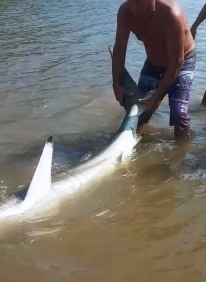 homem tenta pegar tubarão com as mãos