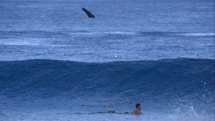 surf com baleias