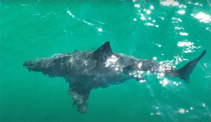 tubarão-branco grávida
