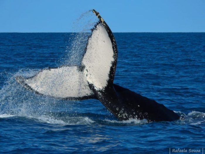 Começa temporada de baleias no Brasil - HARDCORE