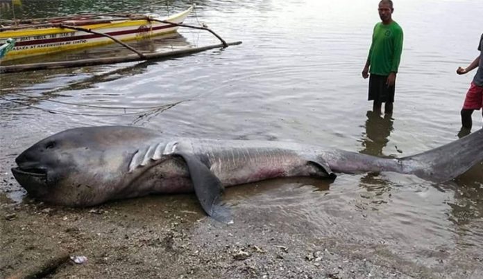 Raríssimo tubarão da boca gigante encontrado morto nas Filipinas; hipótese é que o animal morreu após ficar preso em uma rede de pesca