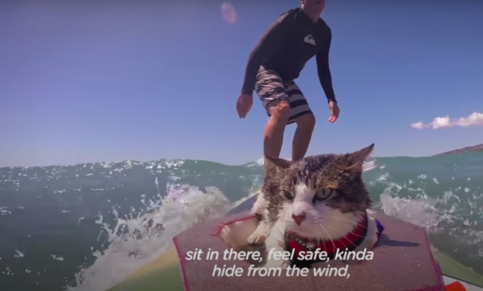 VÍDEO: Este gato havaiano ama surfar com os seus pais
