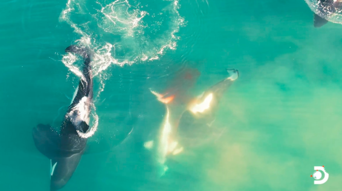 Assista: rara filmagem de orcas matando um tubarão branco. Elas gostam do fígado do tubarão e farão praticamente qualquer coisa para obtê-lo