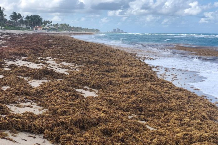 Bolha de algas marinhas com o dobro da largura dos EUA se dirige à Flórida