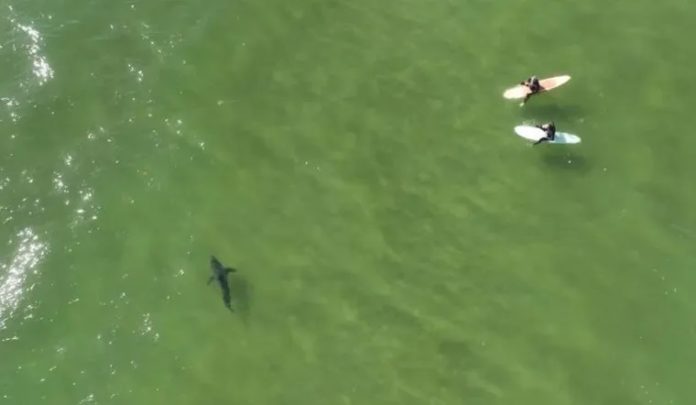 tubarão surfistas filmados